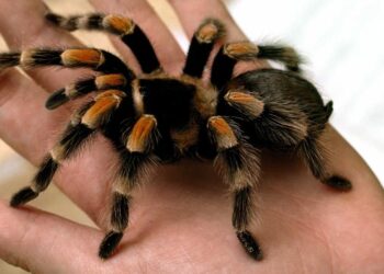 Voz pun putnika, a unutra 20 tarantula bez vlasnice