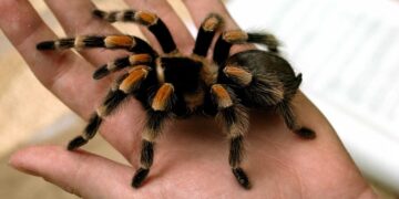 Voz pun putnika, a unutra 20 tarantula bez vlasnice