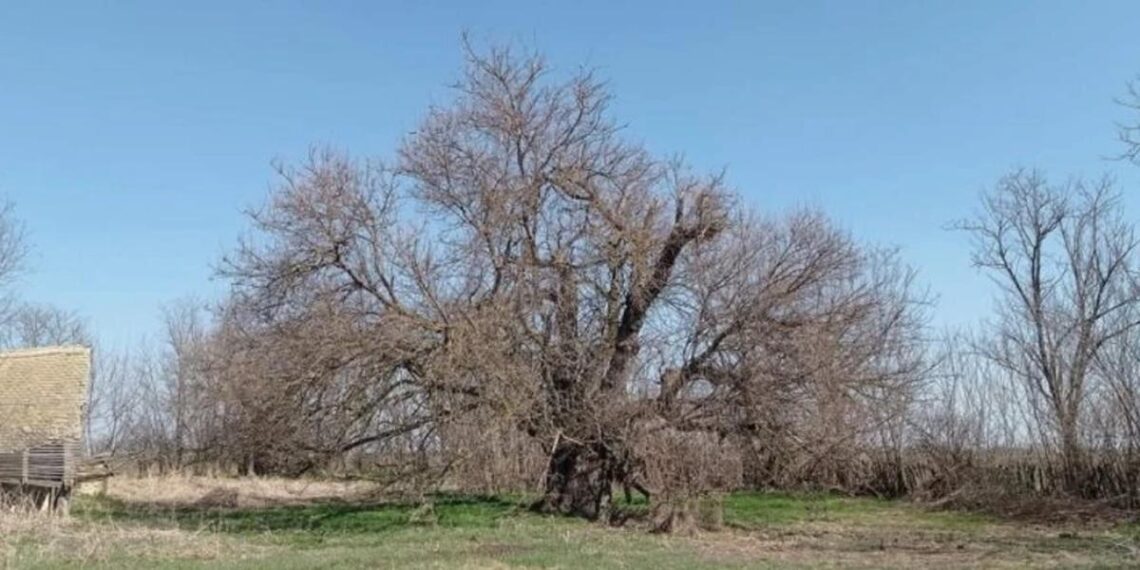 Misterija iz Pomoravlja: Drevna stabla koja čuvaju selo Busilovac