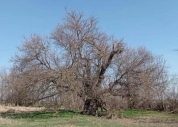 Misterija iz Pomoravlja: Drevna stabla koja čuvaju selo Busilovac