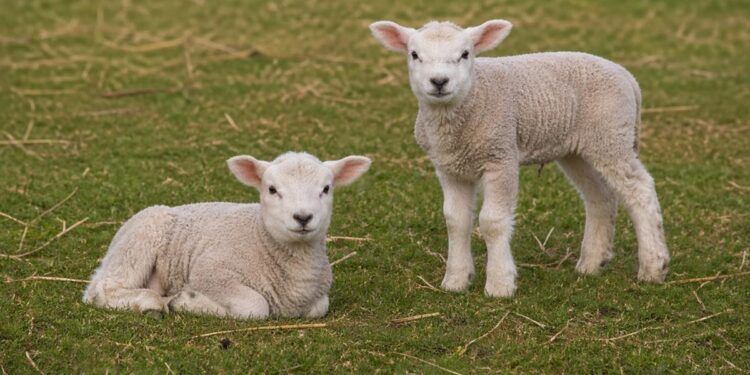 Domaće stočarstvo jača: Srbija izvozi hiljade jagnjadi u Afriku