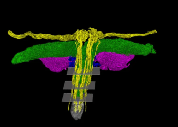 Važno otkriće u medicini: Klitoris konačno dobija zasluženu pažnju nauke