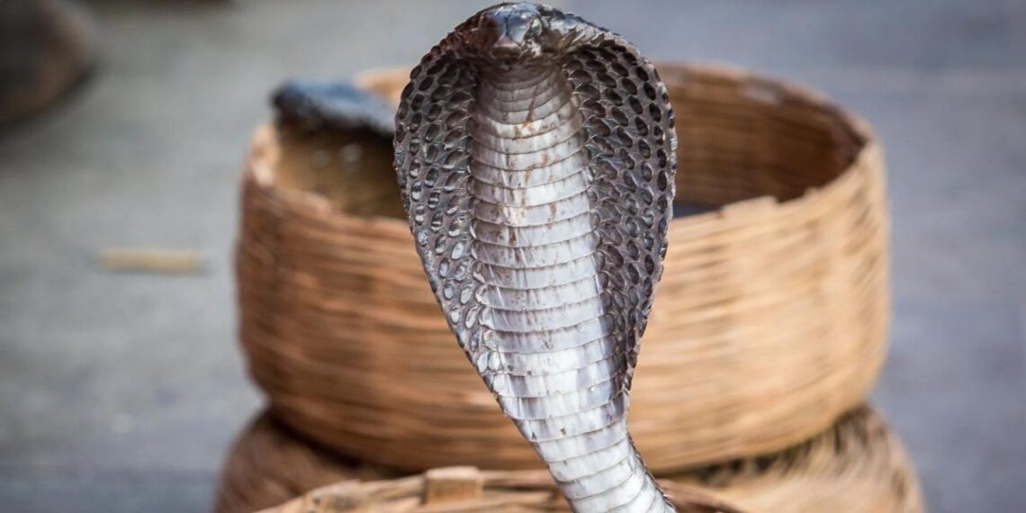 Užas u Hurgadi: Kobra ujedom ubila nemačkog turistu usred predstave pred porodicom