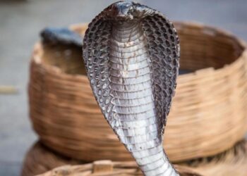 Užas u Hurgadi: Kobra ujedom ubila nemačkog turistu usred predstave pred porodicom