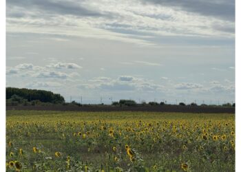 Poljoprivreda jača: Niže cene otvaraju prostor za rast