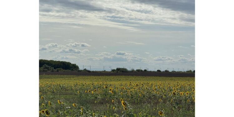 Poljoprivreda jača: Niže cene otvaraju prostor za rast
