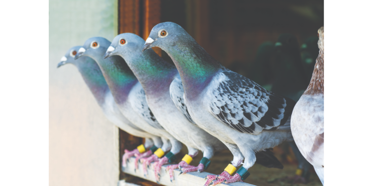 Golubovi pismonoše se vraćaju: Kada nestane internet i mobilna mreža, ostaju oni