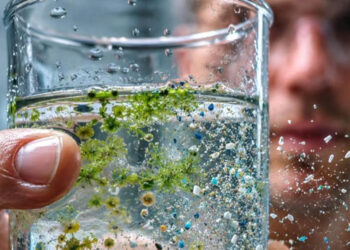 Narandžaste alge koje gutaju plastiku