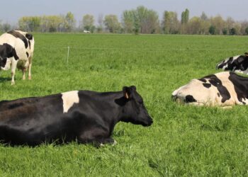Banat pokazao snagu agrara: Održan prvi Mini sajam stočarstva