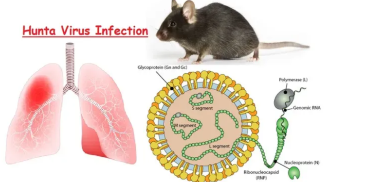Hantavirus sa holandskog kruzera – nova pretnja ili preterana panika?