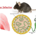 Hantavirus sa holandskog kruzera – nova pretnja ili preterana panika?