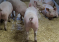 Neverovatno: Švajcarci više ne znaju šta će sa svinjama – plaćaju farmerima da ih se reše!