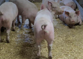 Neverovatno: Švajcarci više ne znaju šta će sa svinjama – plaćaju farmerima da ih se reše!