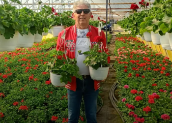 U selu kod Kanjiže, Tivadar Dukai od muškatli napravio posao, ime i mali vojvođanski brend