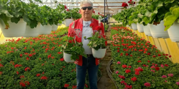 U selu kod Kanjiže, Tivadar Dukai od muškatli napravio posao, ime i mali vojvođanski brend