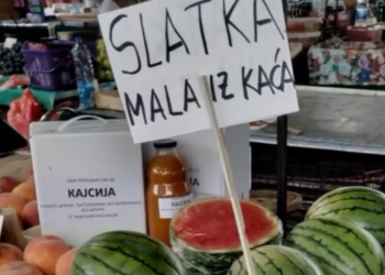 Jedina na Balkanu: Iz Kaća stiže 1.300 tona „slatke male“