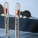 Svet u strahu nove epidemije: Hantavirus potvrđen u više zemalja – oglasila se i SZO