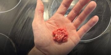 Zeleni Kopenhagen: 80g mesa nedeljno, 11,4g dnevno – manje nego u jednom takosu