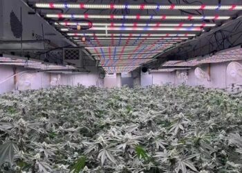 Solingen: Visok račun za struju odao plantažu marihuane