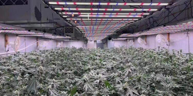 Solingen: Visok račun za struju odao plantažu marihuane