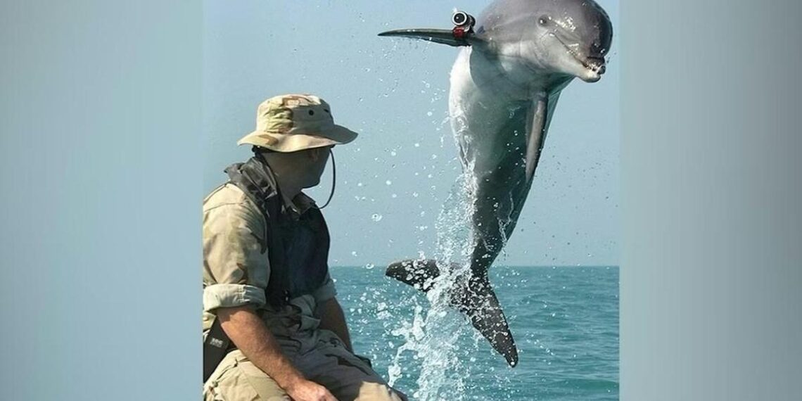Delfini kamikaze: Od tajnih eksperimenata do Ormuškog moreuza