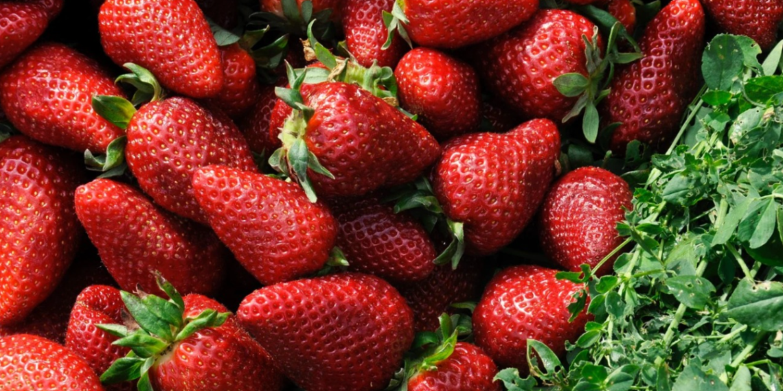 Beru, jedu i beže: Nemački farmeri besni zbog masovne krađe jagoda
