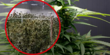 Rekordna zaplena u Beču: Policija pronašla tonu kanabisa u industrijskoj hali!