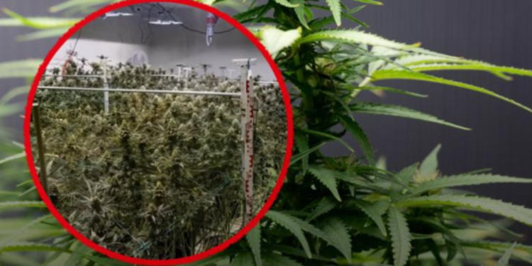 Rekordna zaplena u Beču: Policija pronašla tonu kanabisa u industrijskoj hali!