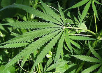 Revolucija ili opasnost: Dva nemačka grada traže legalizaciju trgovine drogama