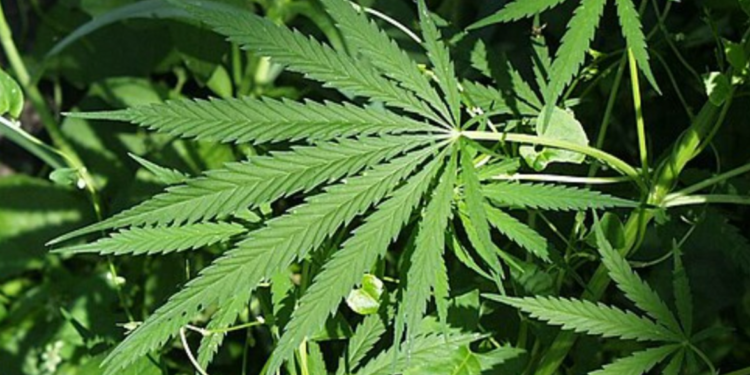 Revolucija ili opasnost: Dva nemačka grada traže legalizaciju trgovine drogama