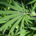 Revolucija ili opasnost: Dva nemačka grada traže legalizaciju trgovine drogama