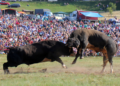 Grmečka korida: Više od dva veka tradicije koja okuplja Srbe
