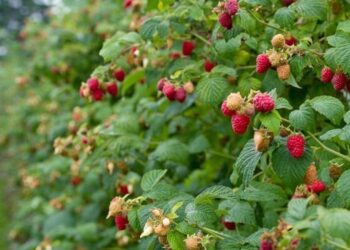 Počinje berba domaće maline: Velika potražnja ispraznila hladnjače