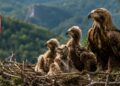 Četiri mladunca orla krstaša rođena u Srbiji: Nova nada za pticu sa državnog grba