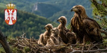 Četiri mladunca orla krstaša rođena u Srbiji: Nova nada za pticu sa državnog grba