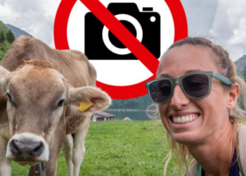 Selfi sa kravom može skupo da košta: U Austriji već 13 nesreća na pašnjacima
