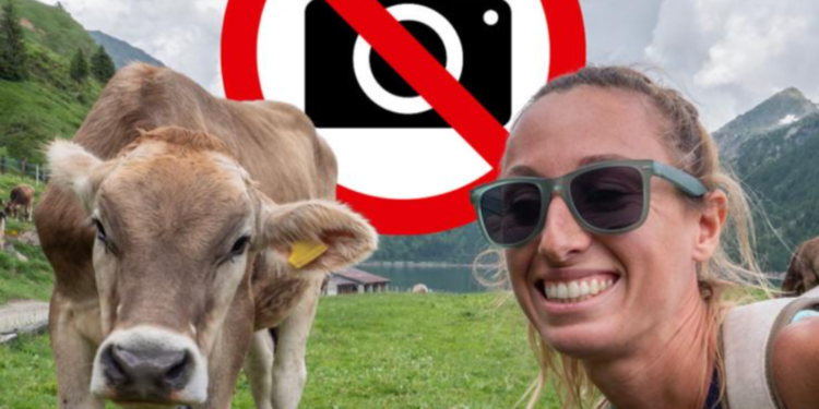 Selfi sa kravom može skupo da košta: U Austriji već 13 nesreća na pašnjacima