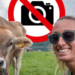 Selfi sa kravom može skupo da košta: U Austriji već 13 nesreća na pašnjacima