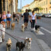 Zašto Italija ima sve manje dece, a sve više kućnih ljubimaca?