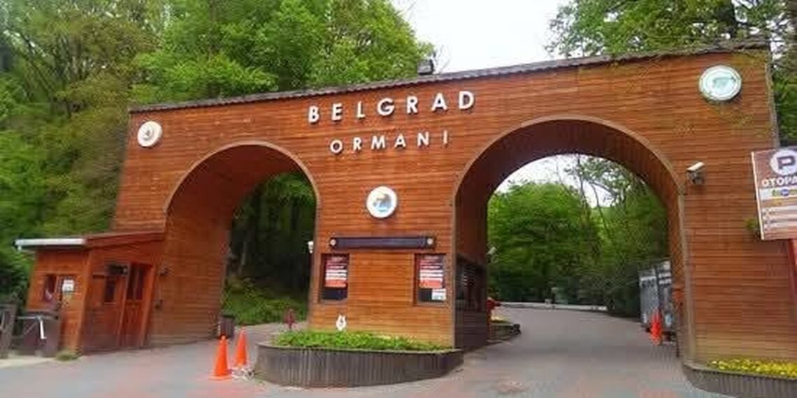 Srpski trag usred Istanbula: Beogradska šuma čuva sećanje staro pet vekova