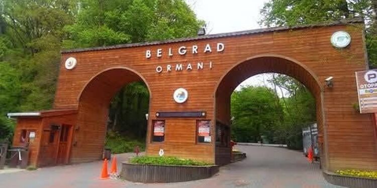 Srpski trag usred Istanbula: Beogradska šuma čuva sećanje staro pet vekova