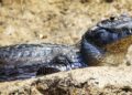 Španija: Opasni reptil kajman izazvao paniku u Saksu, pokrenuta hitna potraga