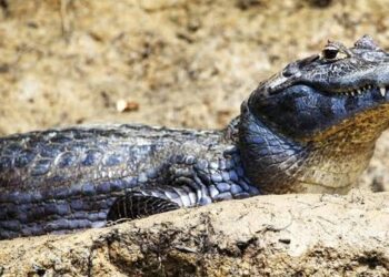 Španija: Opasni reptil kajman izazvao paniku u Saksu, pokrenuta hitna potraga