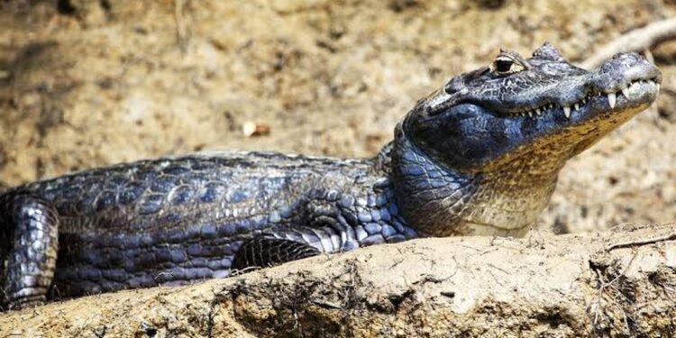 Španija: Opasni reptil kajman izazvao paniku u Saksu, pokrenuta hitna potraga