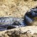 Španija: Opasni reptil kajman izazvao paniku u Saksu, pokrenuta hitna potraga