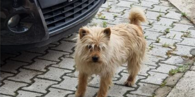 Švajcarska opština uvela novo pravilo: Vlasnici pasa moraju vodom da ispiraju urin sa ulice