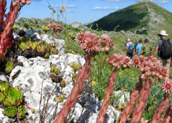 Srpska planina postala turistički hit: Hiljade gostiju pohrlile ka Rtnju