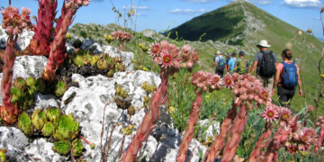 Srpska planina postala turistički hit: Hiljade gostiju pohrlile ka Rtnju