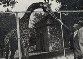 Priča koja traje 90 godina: Kako je nastao Beogradski zoo vrt