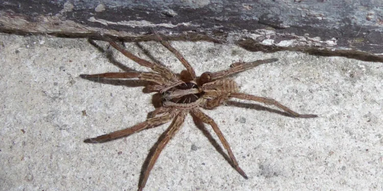 Tarantule se šire Austrijom!